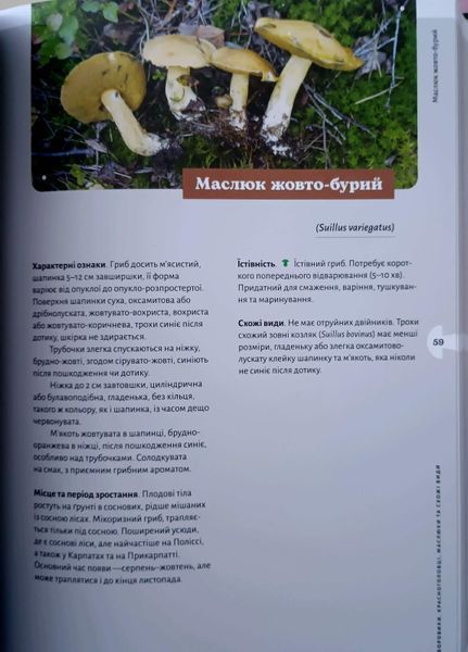 Як і де збирати гриби 25600 фото