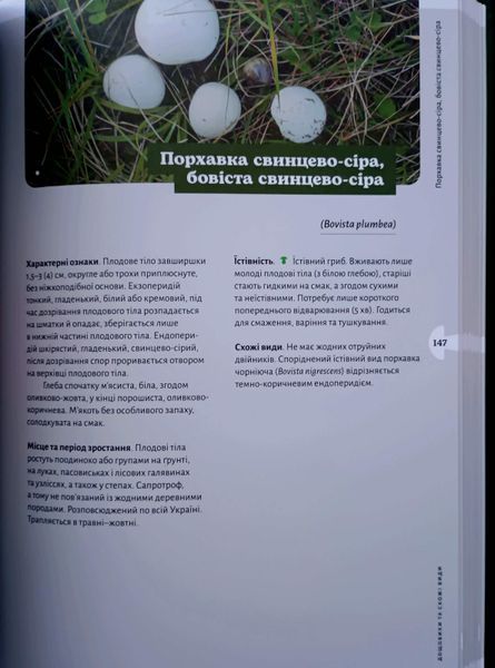 Як і де збирати гриби 25600 фото