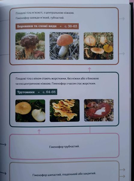 Як і де збирати гриби 25600 фото