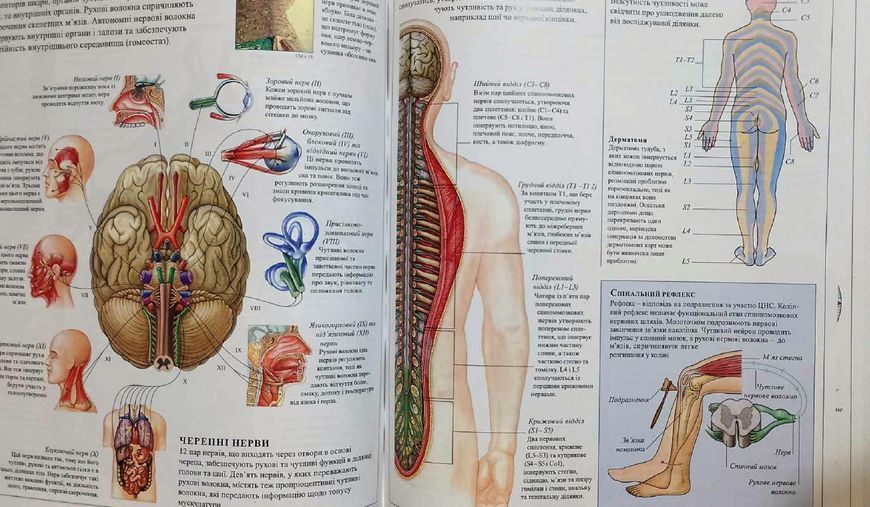 Людина (атлас). Навчальний атлас з анатомії і фізіології 2471 фото