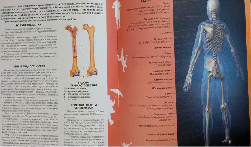 Енциклопедія необхідних знань школяра 9081 фото